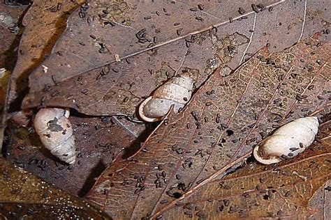 土 動物|森林生態系における分解者（土壌動物・微生物）